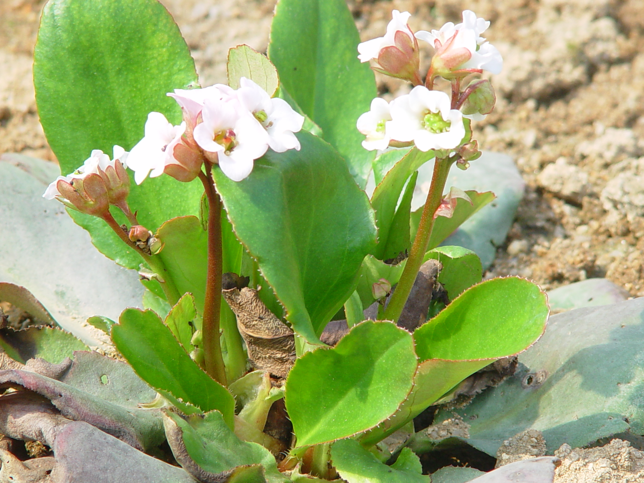 Bergenia cordifolia
